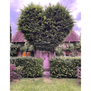 A pop-art love-heart in topiary shows the breadth of ideas by this designer
